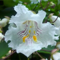 Surmia wielkokwiatowa - sadzonki