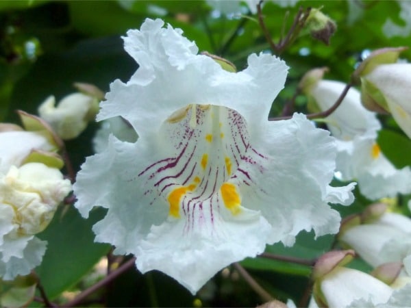 L178-surmia-wielkokwiatowa-1 Surmia wielkokwiatowa - sadzonki