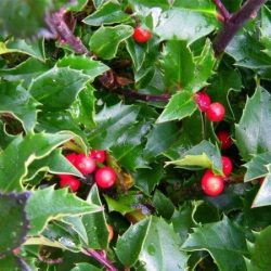 Ostrokrzew Meservy BLUE ANGEL - sadzonki