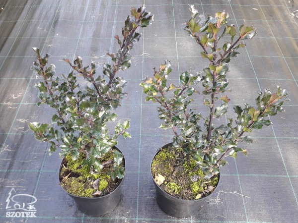 Ostrokrzew Meservy BLUE ANGEL - sadzonki C2