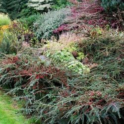 Irga pozioma - sadzonki