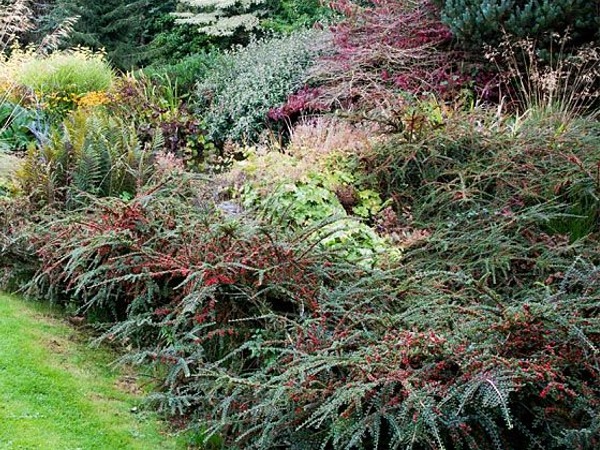 L180-irga-pozioma-2 Irga pozioma - sadzonki