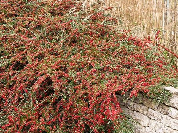 Irga pozioma - sadzonki