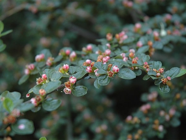 L180-irga-pozioma-7 Irga pozioma - sadzonki