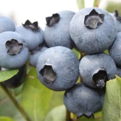 Borówka amerykańska BONUS - sadzonki