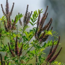 Amfora krzewiasta - sadzonki