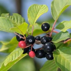 Kruszyna pospolita - owoc