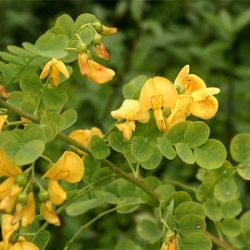 Moszenki południowe - sadzonki