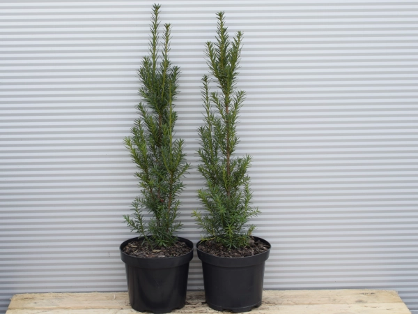 Cis pośredni HICKSII - sadzonki w doniczkach C3