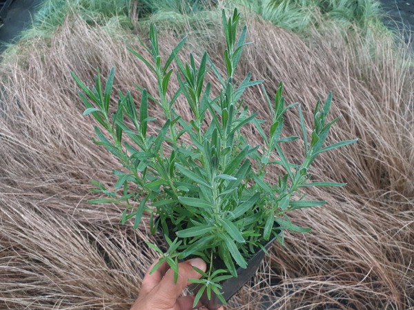 Lawenda wąskolistna MUNSTEAD - sadzonki w doniczkach P11