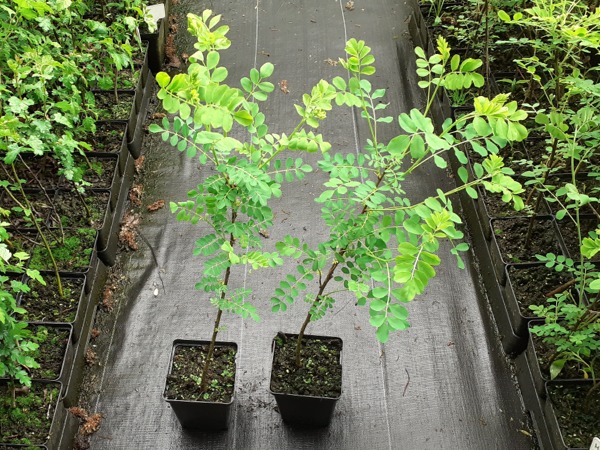 Moszenki południowe - sadzonki w doniczkach P11