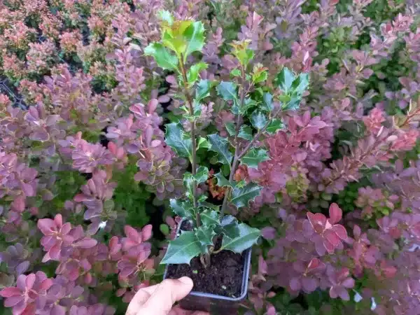 Ostrokrzew Meservy BLUE ANGEL - sadzonki w doniczkach P9