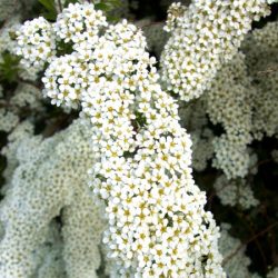 Tawuła nippońska SNOWMOUND - sadzonki