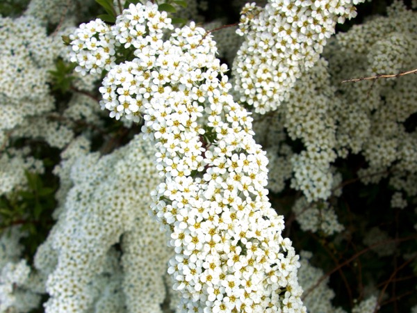 tawula-nipponska-snowmound-sadzonki-1-cc Tawuła nippońska SNOWMOUND - sadzonki
