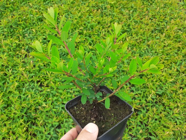 tawula-nipponska-snowmound-sadzonki-p9 Tawuła nippońska SNOWMOUND - sadzonki w doniczkach P9