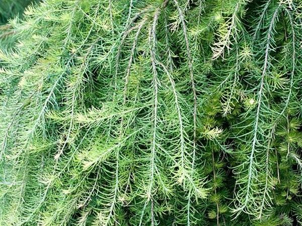 Modrzew japoński PENDULA - pędy