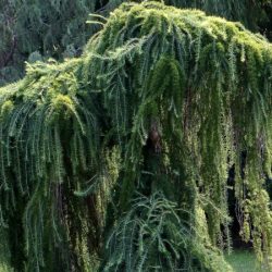 Modrzew japoński PENDULA - sadzonki