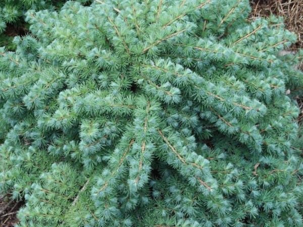 Modrzew japoński BLUE DWARF - sadzonki