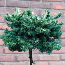 Modrzew japoński BLUE DWARF - sadzonki