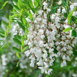 Robinia akacjowa - sadzonki