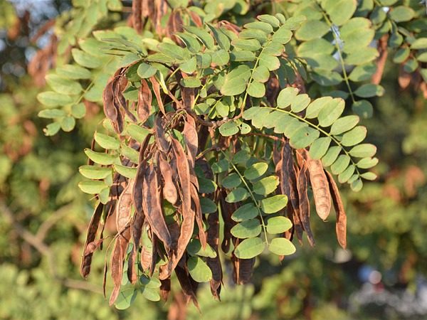 Robinia akacjowa - owoc