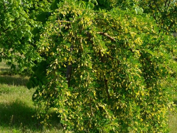 Karagana syberyjska PENDULA - sadzonki