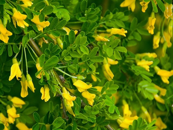 Karagana syberyjska PENDULA - kwiaty