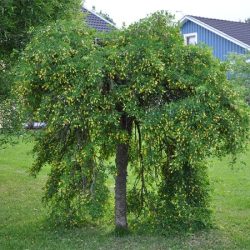 Karagana syberyjska PENDULA - sadzonki