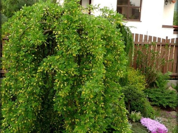 Karagana syberyjska PENDULA - sadzonki