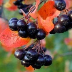 Aronia śliwolistna VIKING - sadzonki