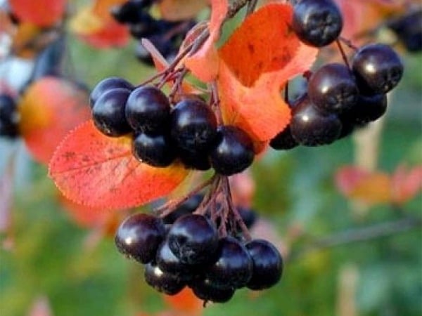 L188-aronia-sliwolistna-viking-1 Aronia śliwolistna VIKING - sadzonki