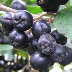 Aronia śliwolistna NERO - sadzonki