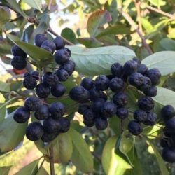 Aronia czarnoowocowa GALICJANKA - sadzonki