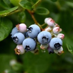 Borówka amerykańska ELLIOTT - sadzonki