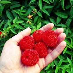 Malinotruskawka - malina ponętna - sadzonki