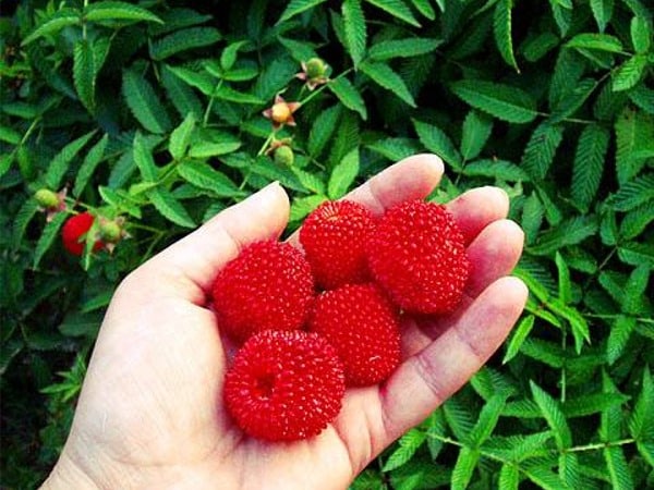 Malinotruskawka - malina ponętna - sadzonki