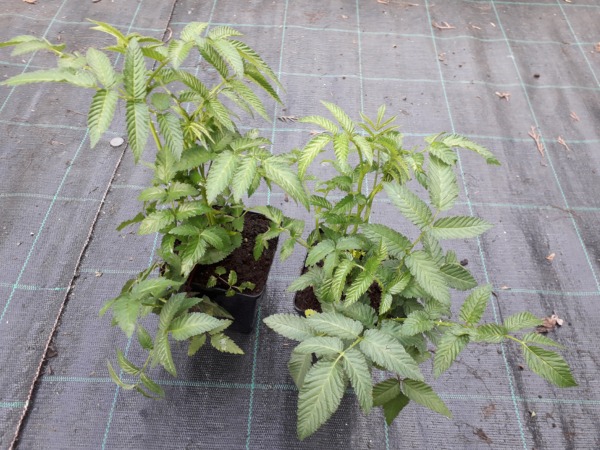 L192P11-malinotruskawka-malina-ponetna-sadzonki Malinotruskawka - sadzonki P11