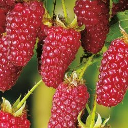 Malinojeżyna TAYBERRY - sadzonki