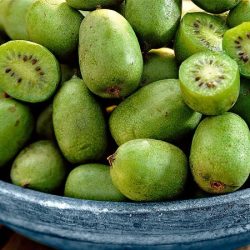 Aktinidia ostrolistna ISSAI (mini-kiwi) - sadzonki
