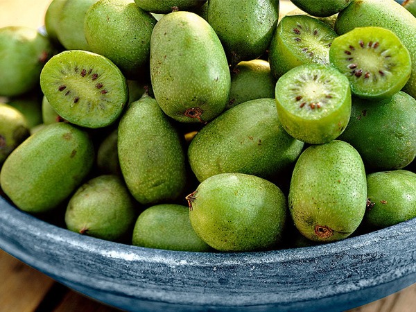 L194-actinidia-issai-6 Aktinidia ostrolistna ISSAI (mini-kiwi) - sadzonki