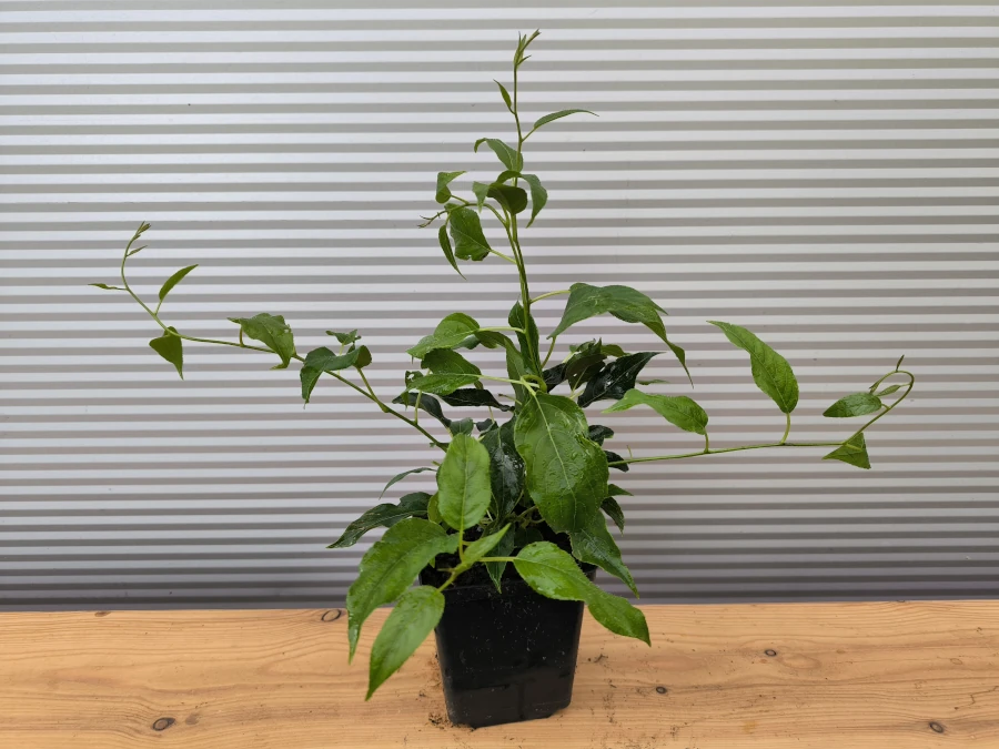 aktinidia-issai-mini-kiwi-sadzonki-w-doniczkach-p11 Aktinidia ostrolistna ISSAI (mini-kiwi) - sadzonki w doniczkach P11