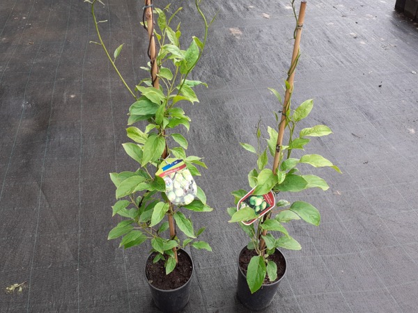 aktinidia-issai-mini-kiwi-sadzonki