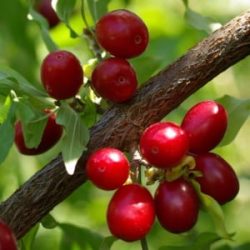 Dereń jadalny odmiany