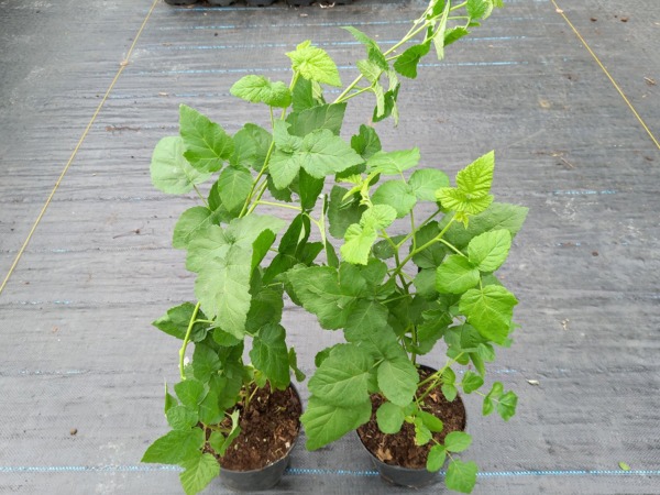 Malinojeżyna TAYBERRY - sadzonki w doniczkach C1,5