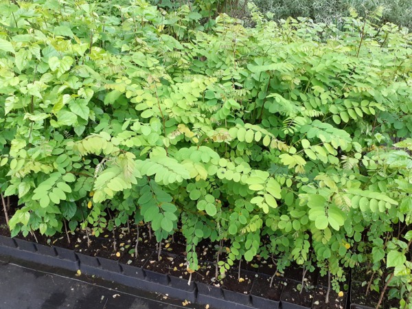 Robinia akacjowa - sadzonki w doniczkach C2