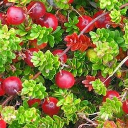 Żurawina wielkoowocowa odmiany