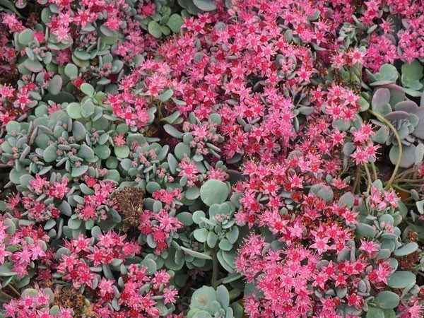 rozchodnik naskalny lidakense