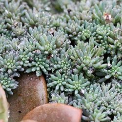 rozchodnik hiszpański