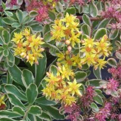 rozchodnik kamczacki bicolour