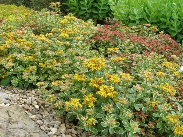 rozchodnik kamczacki bicolour